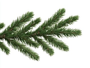 Isolated Green Christmas Tree Branch on White Background