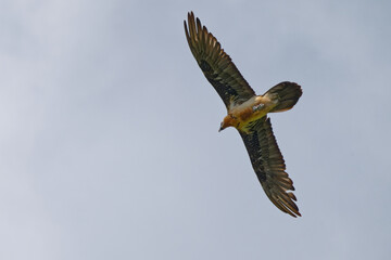 Gypaète barbu - Gypaetus barbatus - vautours
