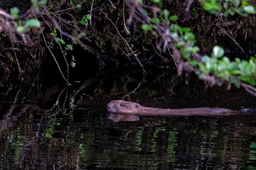 Castor d'Europe - castor - Castor fiber
