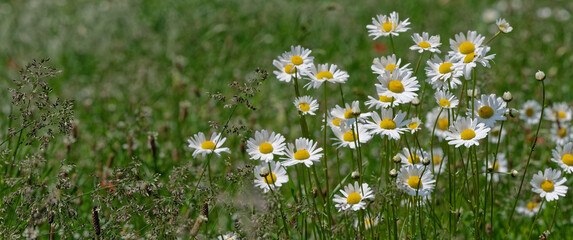 Marguerite - Marguerite commune - Leucanthemum vulgare
