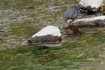 Cincle plongeur - Cinclus cinclus - passereaux
