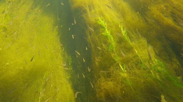School of tiny grayling fish swimming in the river. Underwater view of the tiny fish swimming in the river
