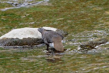 Cincle plongeur - Cinclus cinclus - passereaux
