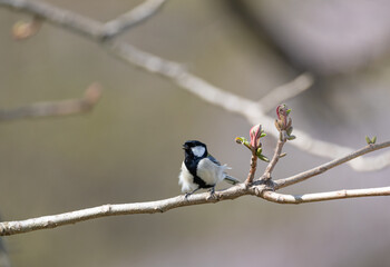 枝に止まった野鳥　シジュウカラ