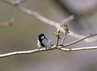 枝に止まった野鳥　シジュウカラ