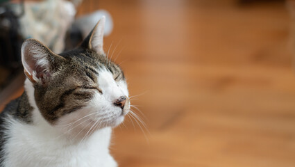 眼を閉じた可愛い猫　キジトラ白