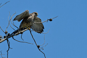 faucon cr&eacute;cerelle - falco tinnunculus