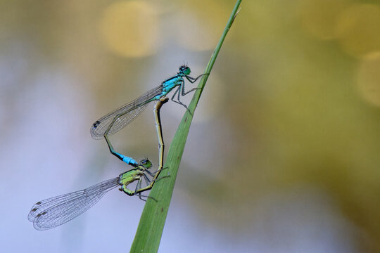 Accouplements -  Platycnemis pennipes - le Pennipatte bleu&acirc;tre - Agrion &agrave; larges pattes - Odonates.
