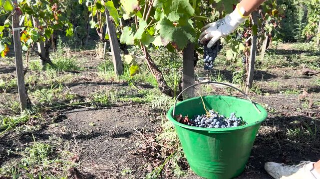 Video Mano di donna con guanto da lavoro, mentre taglia grappolo di uva dalla vite, durante la vendemmia