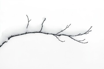 Obraz premium A Bare Branch Covered in Fresh Snow Against a White Background