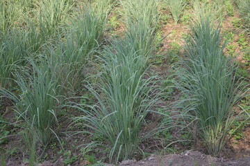 leek plantations on barren land