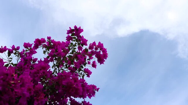 flores de bugambilia que son rosas y colores violetas, demuestran la vida especial