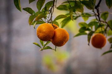 A close up of Seville oranges growing in the February sunshine, with a shallow depth of field