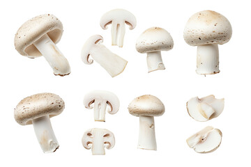 mushrooms isolated on white background