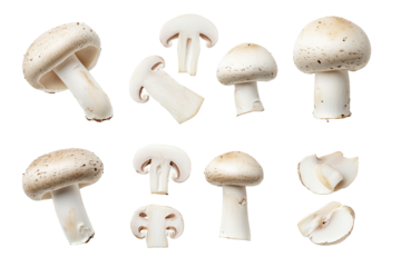 mushrooms isolated on white background