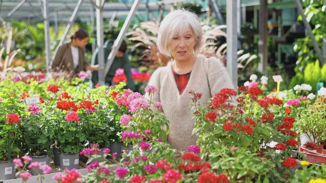 In garden store near shelf window case mature woman is touched and mesmerized by dense and thick rich inflorescences of decorative half-shrub pentas