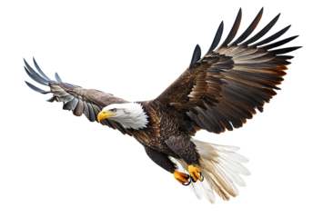 Bald eagle in mid-flight, isolated on transparent cutout background