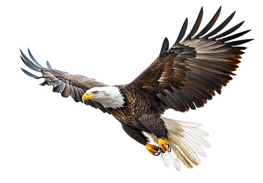 Bald eagle in mid-flight, isolated on transparent cutout background
