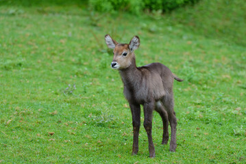 baby antelope on a green meadow, animals in their natural environment