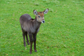 Fototapeta premium baby antelope on a green meadow, animals in their natural environment