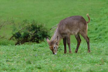 Fototapeta premium baby antelope grazing on a green meadow, animals in their natural environment