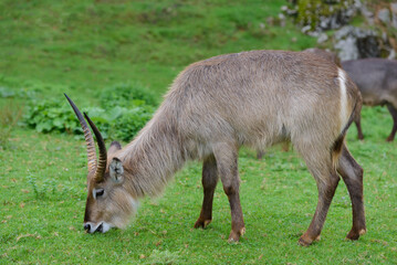 antelopes grazing on a green meadow, animals in their natural environment