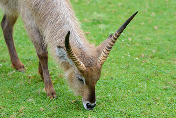 antelopes grazing on a green meadow, animals in their natural environment