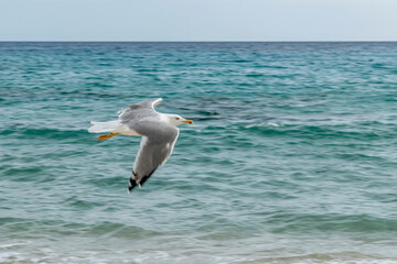 A seagull flying over the sea photographed with the panning technique