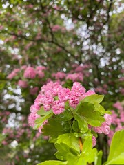 Naklejka premium pink flowers