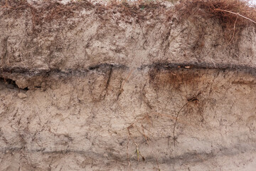 Detail of steep dune scarp after wave attack, roots of Marram grass and a thin layer  of humic material