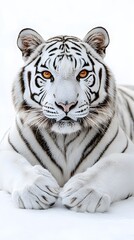 Fototapeta premium White tiger, white background, orange eyes, symmetrical composition, symmetrical close-up photo of face