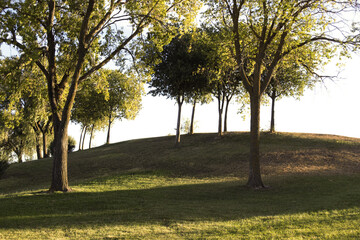 Obraz premium Árboles, terreno verde, aire puro, bosque, paisaje, naturaleza, parque, recreación, pensamiento, actividad física, meditación, olvido, matear, picnic, fin de semana, sol, hojas, otoño, verano. 