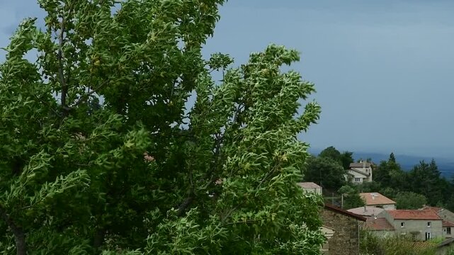 Storm Aitor in France in the Pilat Regional Natural Park, Loire.
Strong winds and thunderstorms.