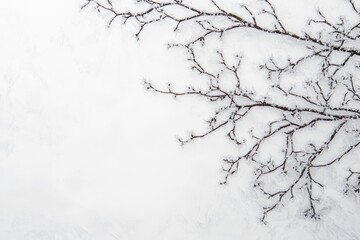 Obraz premium Frost-Covered Branches on a White Snowy Surface