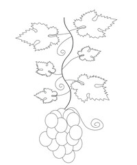 Grapes Coloring book page for all ages