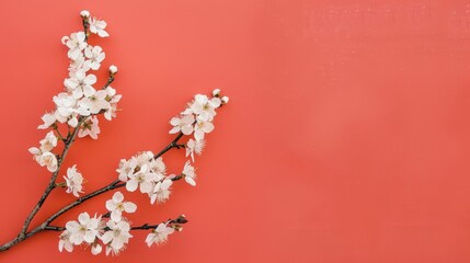 A delicate cherry blossom branch blooms against a bold red background, highlighting the charm of spring with soft white petals