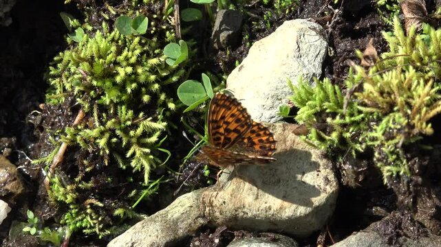 Butterfly Tries Flying, Insects Pollinating, Pollination, Natural Environment