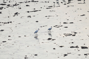 Pacific Reef Egret or Egretta sacra bird , heron