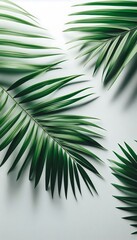 Obraz premium Green palm leaves isolated on white background for text and product backdrop 