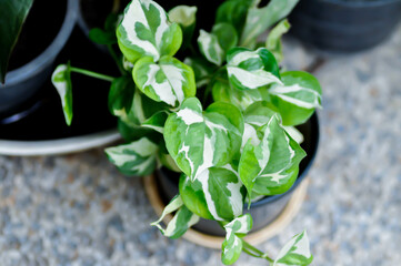 Epipremnum aureum ,Linden and Andre or Epipremnum plant