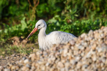 Selective focus photo. White stork bird, Ciconia ciconia.
