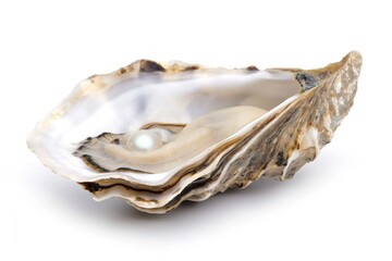 Naklejka premium Close-up of open oyster revealing lustrous pearl inside. Isolated on white background, pearl convoluted texture, shiny surface are showcased. Bivalve mollusk treasure, prized for its beauty, value.