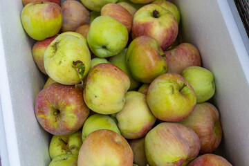 Apfel in der Box nach der Ernte