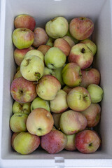 Apfel in der Box nach der Ernte