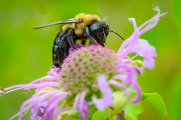 Close-up of a bumble bee gathering nectar from a bee balm flower