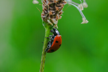ladybug on a leaf