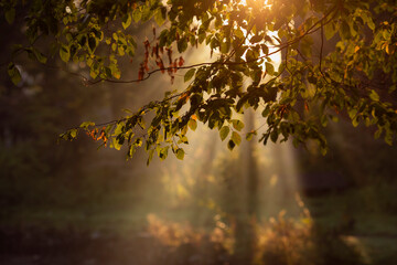Jesienny, mglisty poranek w parku, Wschód słońca, tapeta, dekoracja.  © mycatherina