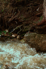 A water body meandering through a dense forest with various plants and trees. This natural landscape showcases fluvial landforms, bedrock, river banks, wood, and a rich riparian zone with springs