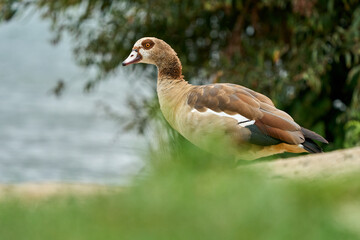 Nilgans