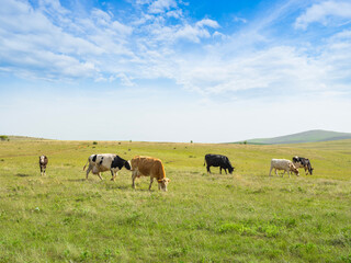 Herd of cows, red black and white Simmental and holstein herd of cows. Livestock image group of grazing cattle in the pasture. Beautiful blue sky ang green grass meadow, copy space.